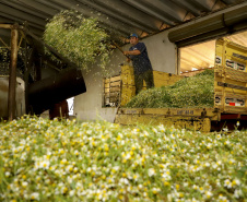 Capital da camomila, Mandirituba é o maior produtor paranaense da planta tanto em área como em produtividade.