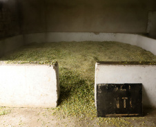 Capital da camomila, Mandirituba é o maior produtor paranaense da planta tanto em área como em produtividade.