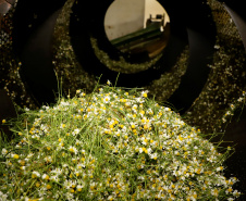 Capital da camomila, Mandirituba é o maior produtor paranaense da planta tanto em área como em produtividade.