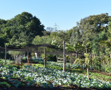 Horta comunitária do programa Cultivar Energia em Maringá recebe comitiva peruana 