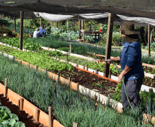 Horta comunitária do programa Cultivar Energia em Maringá recebe comitiva peruana 