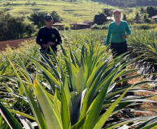 Abacaxi orgânico é a aposta de produtores do Noroeste
