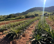 Abacaxi orgânico é a aposta de produtores do Noroeste