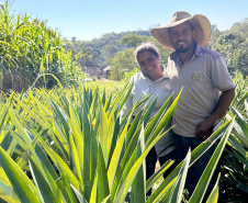 Abacaxi orgânico é a aposta de produtores do Noroeste
