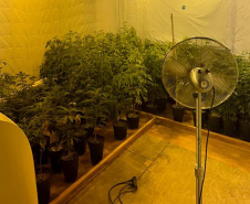 PMPR APREENDE MACONHA