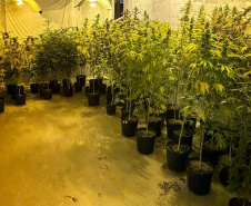 PMPR APREENDE MACONHA