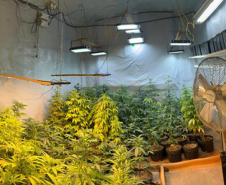 PMPR APREENDE MACONHA