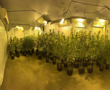 PMPR APREENDE MACONHA