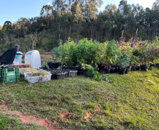 PMPR APREENDE MACONHA