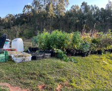 PMPR APREENDE MACONHA