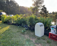PMPR APREENDE MACONHA