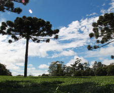 AMBIENTE