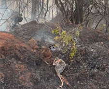  IAT preparou um guia orientativo para ajudar a população a agir com a fauna silvestre vitimada pelos focos de incêndio
