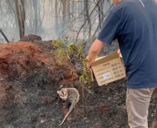  IAT preparou um guia orientativo para ajudar a população a agir com a fauna silvestre vitimada pelos focos de incêndio