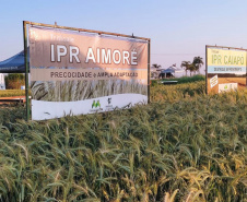 IDR-Paraná marca presença no Show Rural Coopavel de Inverno