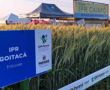 IDR-Paraná marca presença no Show Rural Coopavel de Inverno