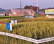 IDR-Paraná marca presença no Show Rural Coopavel de Inverno
