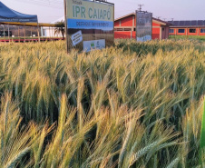 IDR-Paraná marca presença no Show Rural Coopavel de Inverno
