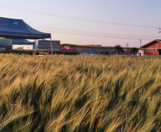 IDR-Paraná marca presença no Show Rural Coopavel de Inverno