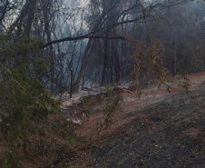 Caminhões-pipa fornecidos pelo Estado ajudam a combater incêndio florestal em Cianorte