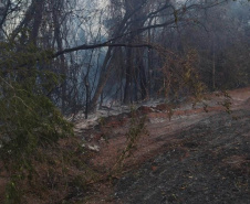  IAT preparou um guia orientativo para ajudar a população a agir com a fauna silvestre vitimada pelos focos de incêndio
