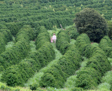 Investimentos do Paraná em agricultura cresceram 344% em 2024