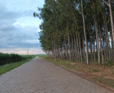 Investimentos do Paraná em agricultura cresceram 344% em 2024