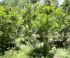 floresta