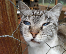 Programa Castrapet Paraná será retomado em novembro com o atendimento de mais de 35 mil animais, entre cães e gatos