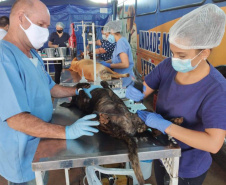 Programa Castrapet Paraná será retomado em novembro com o atendimento de mais de 35 mil animais, entre cães e gatos