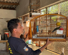 Técnicos do IAT aprenderam 15 aves em criadouros irregulares no Noroeste do Paraná