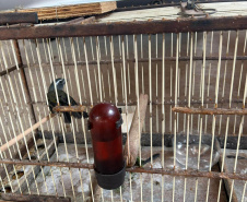Técnicos do IAT aprenderam 15 aves em criadouros irregulares no Noroeste do Paraná
