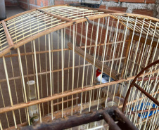 Técnicos do IAT aprenderam 15 aves em criadouros irregulares no Noroeste do Paraná