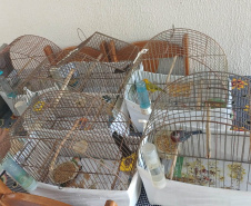 Técnicos do IAT aprenderam 15 aves em criadouros irregulares no Noroeste do Paraná