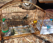 Técnicos do IAT aprenderam 15 aves em criadouros irregulares no Noroeste do Paraná