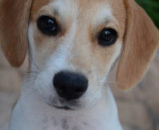 Programa Castrapet Paraná será retomado em novembro com o atendimento de mais de 35 mil animais, entre cães e gatos