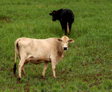 IAT e Incra formalizam parceria para regularizar assentamentos de reforma agrária no Paraná