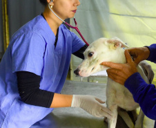 Programa Castrapet Paraná será retomado em novembro com o atendimento de mais de 35 mil animais, entre cães e gatos