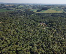 floresta