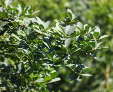 floresta