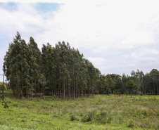 floresta