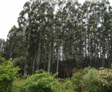floresta