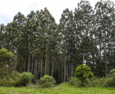 floresta