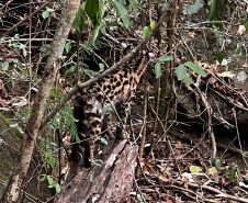 -Gato-maracajá passou dez meses de treinamento e reabilitação antes de ser devolvido à natureza pelo IAT.