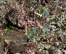 -Gato-maracajá passou dez meses de treinamento e reabilitação antes de ser devolvido à natureza pelo IAT.