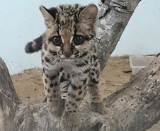 -Gato-maracajá passou dez meses de treinamento e reabilitação antes de ser devolvido à natureza pelo IAT.