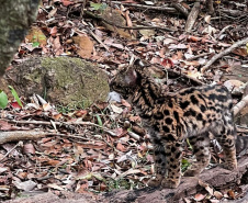 -Gato-maracajá passou dez meses de treinamento e reabilitação antes de ser devolvido à natureza pelo IAT.