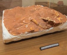 Município recebe título de "Vale Nacional dos Dinossauros" e mostra potencial do Paraná no turismo científico