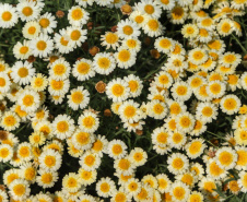 PRIMAVERA