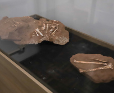 Vale dos Dinossauros: Cruzeiro do Oeste recebe título e destaca Paraná em turismo científico